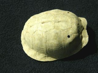 Real Bone Turtle Shell White Eastern Box Vintage