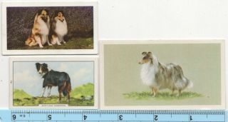 Sheltie Shetland Sheepdog Dog Pet Canine 3 Different Vintage Ad Trade Cards 4