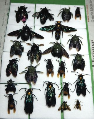Hymenoptera,  23 From Mount Bawang.  West Kalimantan.  (28)