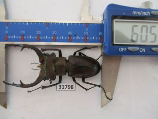 31798 Lucanidae: Lucanus Kraatzi.  Vietnam North.  60mm
