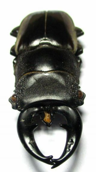 K003 Lucanidae: Prosopocoilus Lumawigi Male 52mm