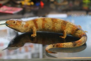 Realistic Figure Aaa Blue - Tongue Skink Reptile Toy Heavy Plastic Hard Piece
