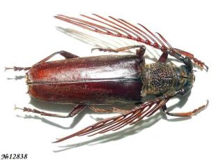 Coleoptera Cerambycidae Cyriopalus Sp.  Indonesia Sumatra Male 47mm