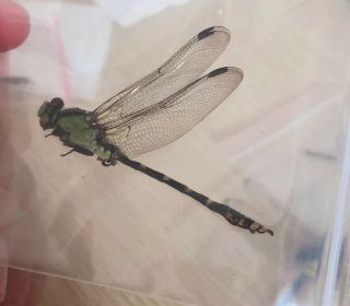Odonata Nihonogomphus Sp From Zhejiang China No.  4003 Color Kept