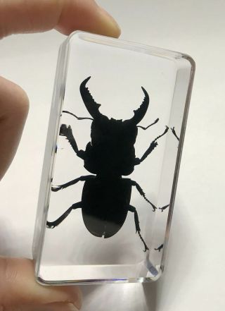 Chinese In Clear Acrylic Lucite Insect Specimen Longhorn Black Stag Beetle