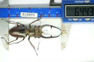 B18893 – Lucanus Kraatzi Giangae Ps.  Beetles – Insects Cao Bang Vietnam 64mm