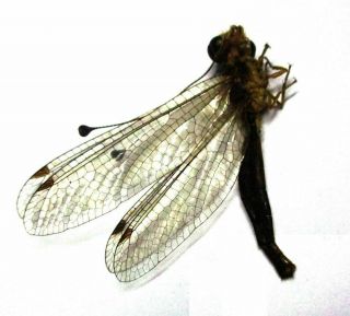 A009 Neuroptera Species? 30.  5mm
