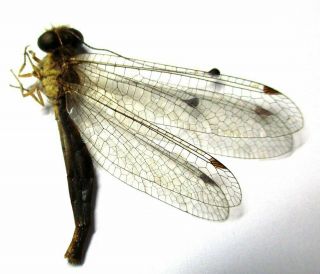 a009 Neuroptera species? 30.  5mm 2