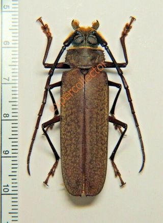 Cerambycidae - Orthomegas Jaspideus 47mm From Brazil Kz365