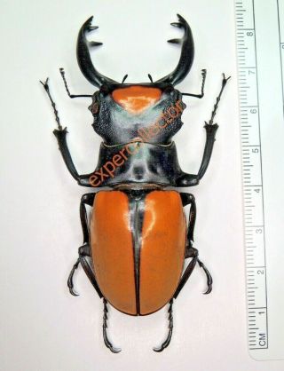 Lucanidae - Odontolabis lacordairei 76mm,  from W Sumantra KPB445 2