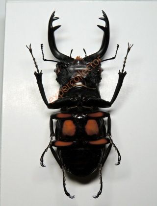 Lucanidae - Odontolabis lacordairei 76mm,  from W Sumantra KPB445 3
