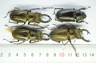 B19005 – Lucanus Sericeus Sericeus Ps.  Beetles – Insects Ha Giang Vietnam