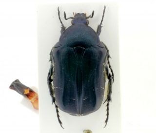 Coleoptera Beetles Cetoniidae Cetonia Funeraria