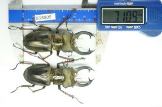 B18809 – Lucanus Sericeus Sericeus Ps.  Beetles – Insects Ha Giang Vietnam 71mm