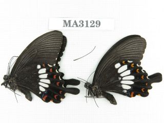 Butterfly.  Papilio Polytes Ssp.  China,  Yunnan,  C Of Mt.  Nushan.  2m.  Ma3129.