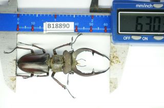 B18890 – Lucanus Kraatzi Giangae Ps.  Beetles – Insects Cao Bang Vietnam 63mm