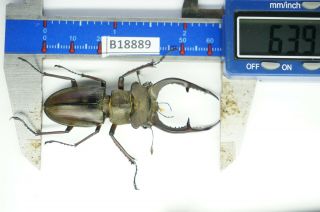 B18889 – Lucanus Kraatzi Giangae Ps.  Beetles – Insects Cao Bang Vietnam 63mm