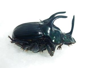 Phanaeus Haroldi Male Huge Scarabaeidae Peru