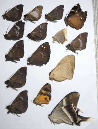Moth Mixture,  15 From Mt.  Bawang.  West Kalimantan (21)