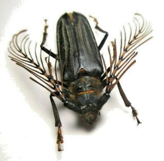 Cerambycidae Prioninae Sarifer Flavirameus Male From Peru
