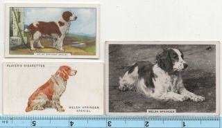 Welsh Springer Spaniel Dog Pet Canine 3 Different Vintage Ad Trade Cards 4
