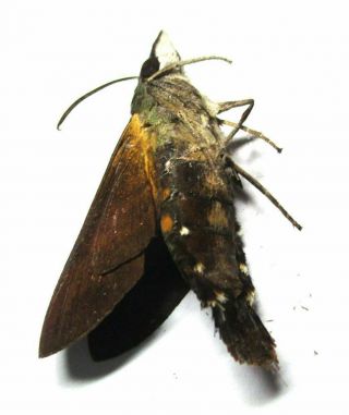 030 Moths: Sphingidae Species? 33.  5mm