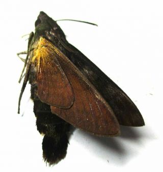 030 Moths: Sphingidae species? 33.  5mm 2