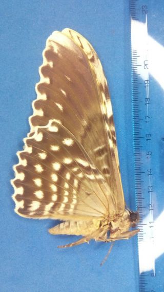 Lepidoptera Thysania Agrippina From Peru