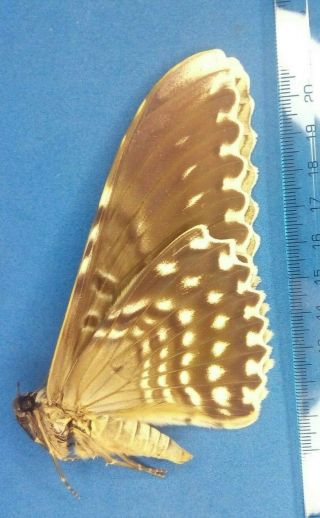 Lepidoptera Thysania agrippina From Peru 2