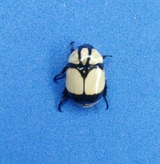 Coleoptera Scarabaeidae Rutelinae Sp.  From - Peru