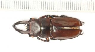 Beetle Lucanidae Prismognathus Sp.  Tibet