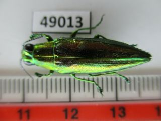 49013 Buprestidae: Chrysochroa Sp?.  Vietnam South