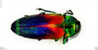 Beetle - Buprestidae - Jewel Beetle - Belionota Tricolor - Seram,  Indonesia