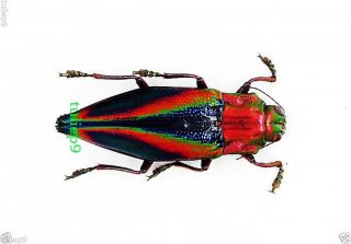 Beetle - Buprestidae - Jewel Beetle - Cyphogastra Javanica - Kei Island,  Indonesia