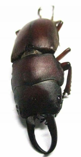 P009 Lucanidae: Prosopocoilus Romeoi Male 33.  5mm