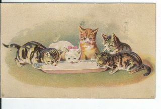 Ai - 095 Il,  Kankakee Turnell Kahler,  Wm.  Knabe Co Victorian Trade Card Five Cats