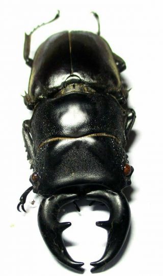 O007 Lucanidae: Prosopocoilus Lumawigi Male 58mm