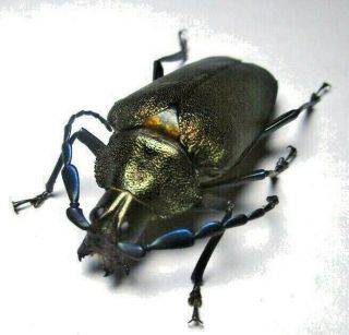 Cerambycidae Prioninae Praemallaspis Inca 1 From Peru