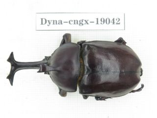 Beetle.  Trypoxylus Dichotomus Ssp.  China,  Guangxi,  Mt.  Laoshan.  1m.  19042.