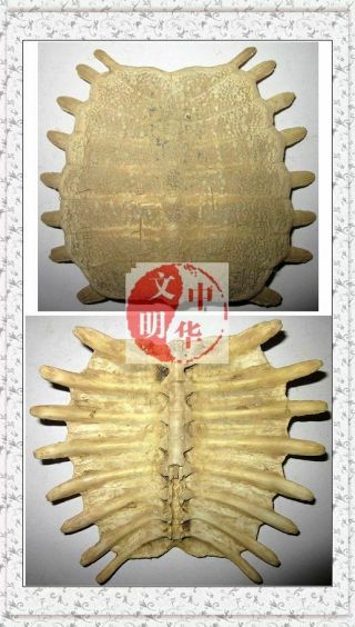 Shang Kingdom Pray Record Wizard Divine Script Tortoise Shell Oracle Inscription