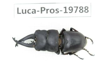 Beetle.  Prosopocoilus Sp.  China,  Yunnan,  Xishuangbanna.  1m.  19788.