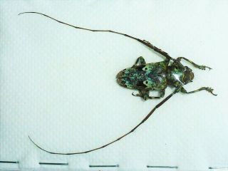 Very Rare Cerambycidae Prosopocera Insignis Male Huge Cameroon