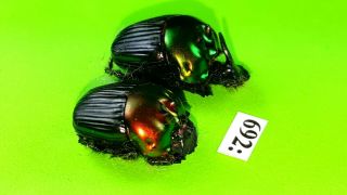 Scarabaeidae Oxysternon Silenus Pair From Peru 692