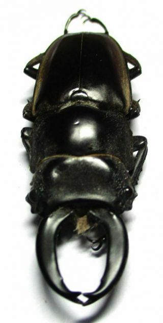M001 Lucanidae: Prosopocoilus Lumawigi Male 51mm A -