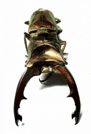 L010 Lucanidae: Cyclommatus Zuberi Male 58.  5mm