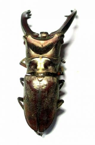 l010 Lucanidae: Cyclommatus zuberi male 58.  5mm 4