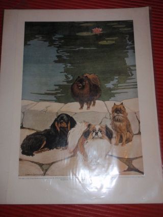 Antique Print Of 4 Little Doggies Charles Livingston Bull Pomeranian Pekingese
