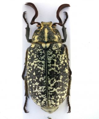Coleoptera Beetles Melolonthidae Polyphylla Fullo Macrocera M