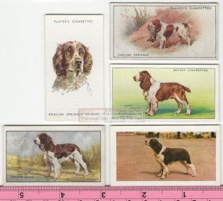 English Springer Spaniel Dog 5 Different Vintage Ad Trade Cards 3 Canine Pet