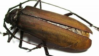 I003 Cerambycidae: Prioninae: Anomophysis Aegrota Female 74.  5mm Large